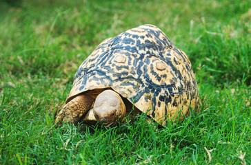 Radiated tortoise on the grass in the national park.