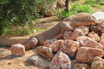Monitor lizard in the national park.