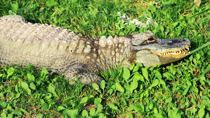 Close-up view of Crocodile in national zoo.