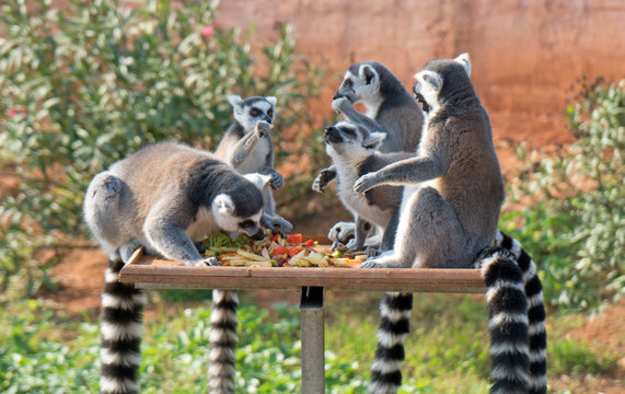 Ring-tailed lemurs having lunch in the national park.