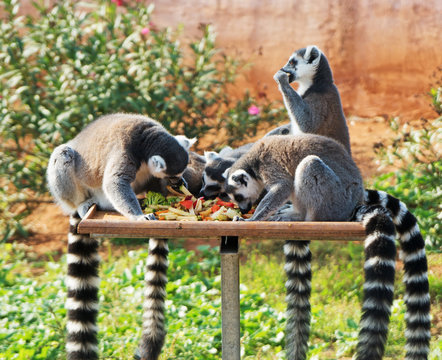 Ring-tailed lemurs having lunch in the national park.