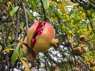 ripe open pomegranate fruit on a tree in autumn