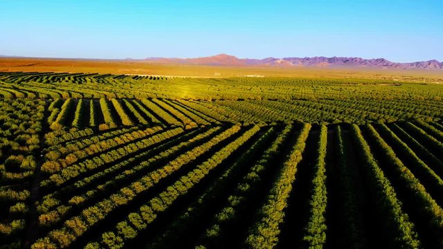 Pecan Orchard Drone Shot at Sunset