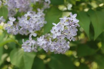 flowers of a tree