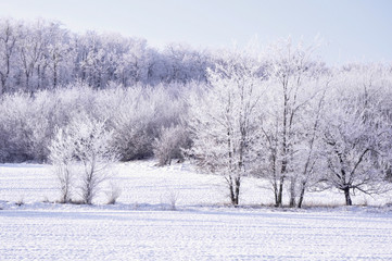 snowy landscape with trees