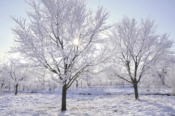 the trees in the snow and the sun