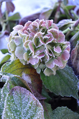 Flower hydrangea in winter