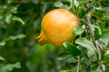 Ripe Red pomegranate on a tree branch. Authentic farm series.