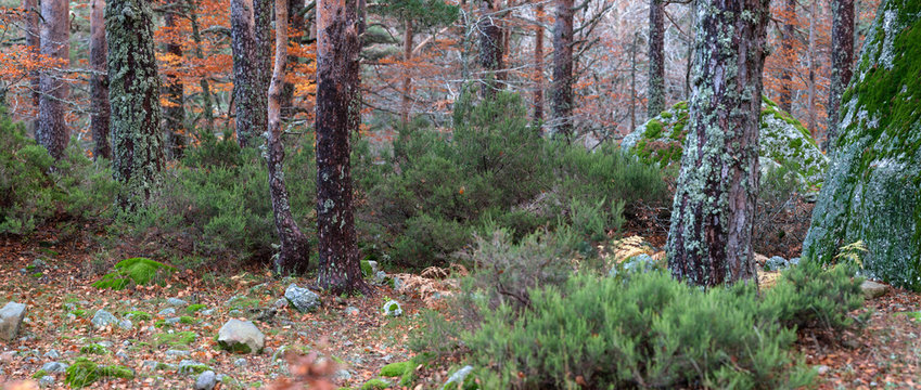 View of trees in forest