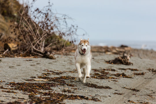 Image of funny and happy Beige and white Siberian Husky dog running on the pebble beach at seaside in autumn