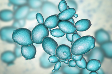Saccharomyces cerevisiae yeast - obrazy, fototapety, plakaty