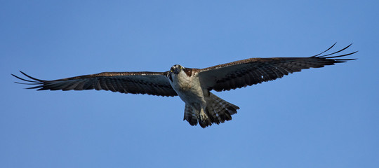 Osprey (Pandion haliaetus)
