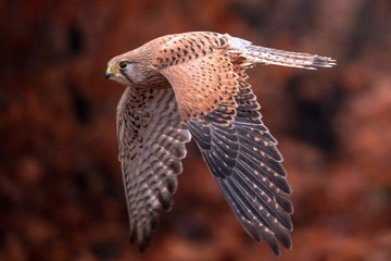 Common kestrel (Falco tinnunculus) is a bird of prey species belonging to the kestrel group of the falcon family Falconidae. Also known as the European kestrel, Eurasian kestrel.