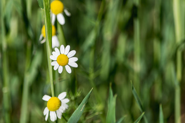Three daisies online