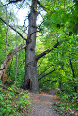Old oak tree growing near road in the forest, sunny summer day
