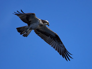 Osprey (Pandion haliaetus)