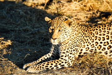 Leopard (Panthera pardus), Tierportrait, liegt im Gras