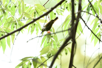 Olive - backed sunbird