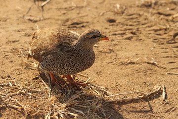 Natal francolin in South Africa