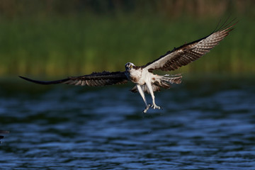 Osprey (Pandion haliaetus)