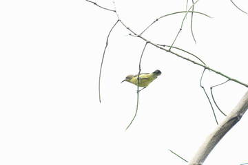 Female olive - backed sunbird