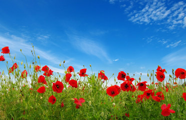 Fototapeta na wymiar Red poppies on field