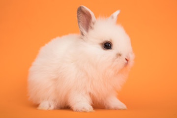 Baby cute rabbit