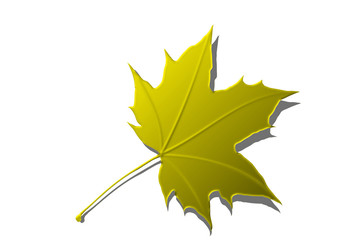 golden 3d maple leaf with shadow on white background relief illustration