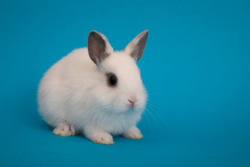 Baby cute rabbit