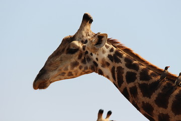 A giraffe in Africa