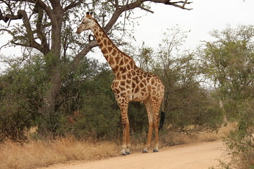 A giraffe in Africa