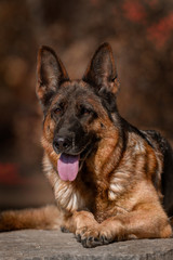 Deutscher Schäferhund