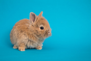 Baby cute rabbit