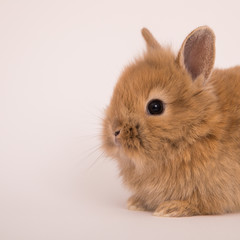 Baby cute rabbit