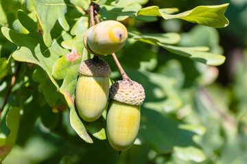 Oak branches with acorns in autumn