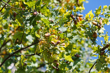 Oak branches with acorns in autumn