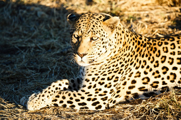 Leopard (Panthera pardus), Tierportrait, liegt im Gras