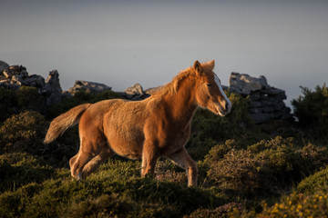 Wild foal