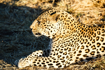Leopard (Panthera pardus), Tierportrait, liegt im Gras