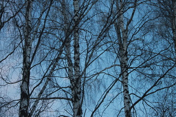 trees and sky