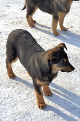 German shepherd puppy at winter