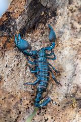Emperor scorpion is a species of scorpion native to rainforests and savannas in West Africa. It is one of the largest scorpions in the world and lives for 2-3 years.