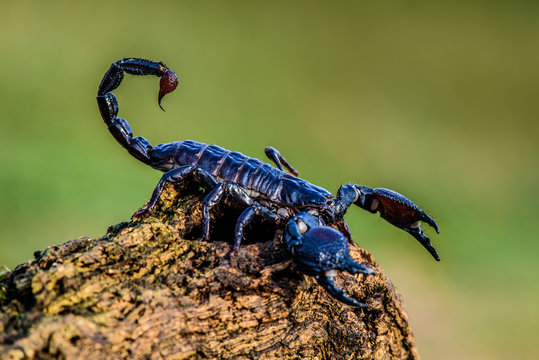 Emperor scorpion is a species of scorpion native to rainforests and savannas in West Africa. It is one of the largest scorpions in the world and lives for 2-3 years.