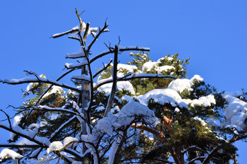 Tall pine tree covered with snow. Winter day.