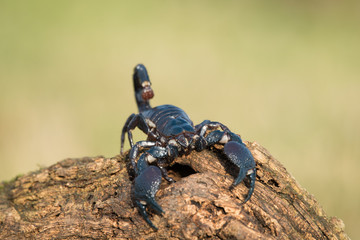 Emperor scorpion is a species of scorpion native to rainforests and savannas in West Africa. It is one of the largest scorpions in the world and lives for 2-3 years.