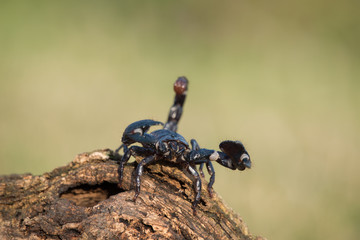Emperor scorpion is a species of scorpion native to rainforests and savannas in West Africa. It is one of the largest scorpions in the world and lives for 2-3 years.