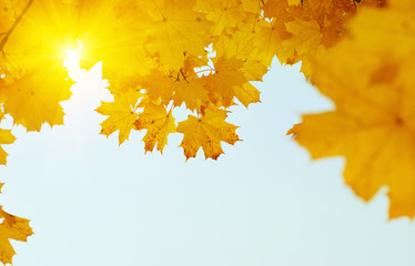 Autumn leaves on the sun
