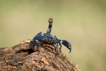 Emperor scorpion is a species of scorpion native to rainforests and savannas in West Africa. It is one of the largest scorpions in the world and lives for 2-3 years.