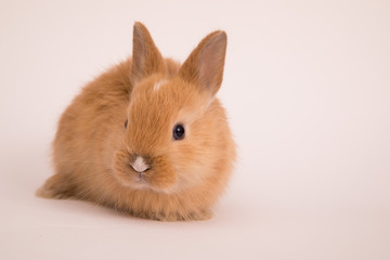 Fototapeta premium Baby cute rabbit