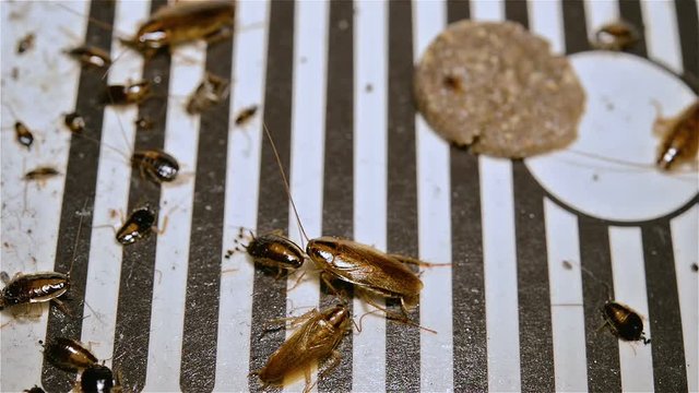 small cockroaches struggling on a catcher close up 